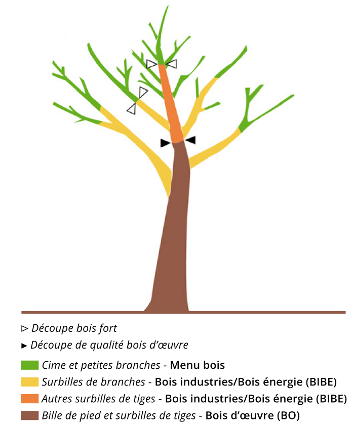 Illustration de la découpe bois - arbre