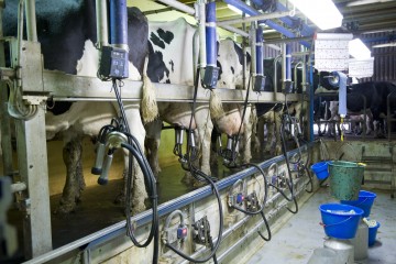 Salle de traite et ses vaches à lait